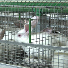 cage à lapins à vendre ((femelles et bébés lapins/lapins commerciaux)